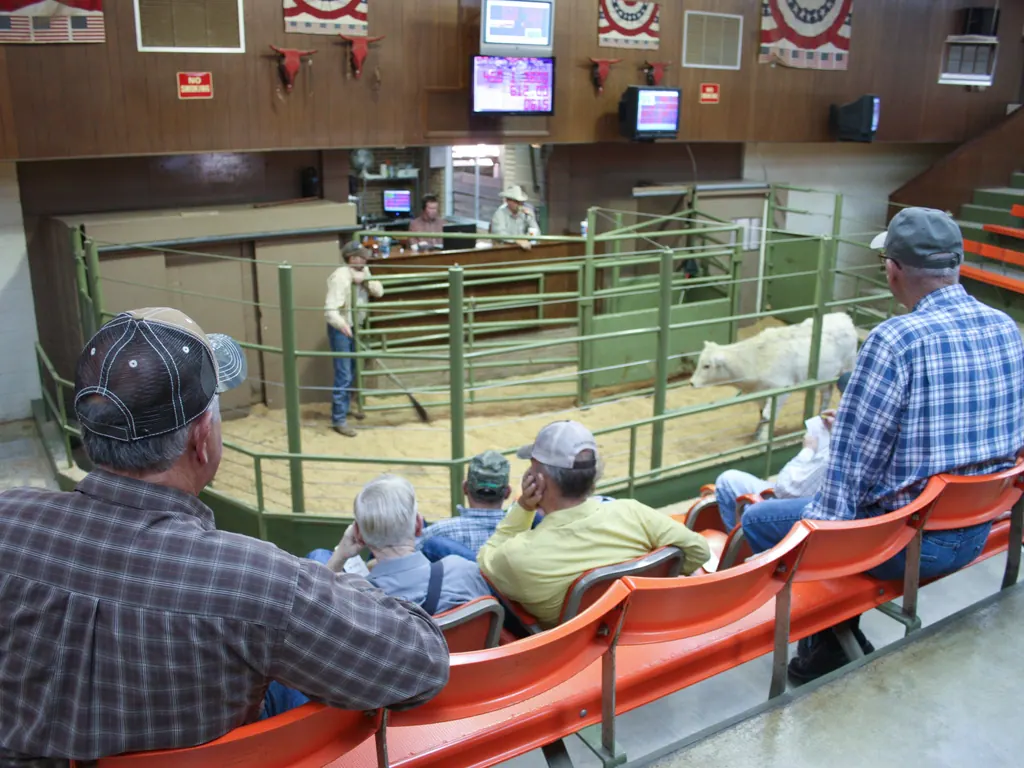 Buyers in the stands watch cattle in the sale ring at a livestock auction