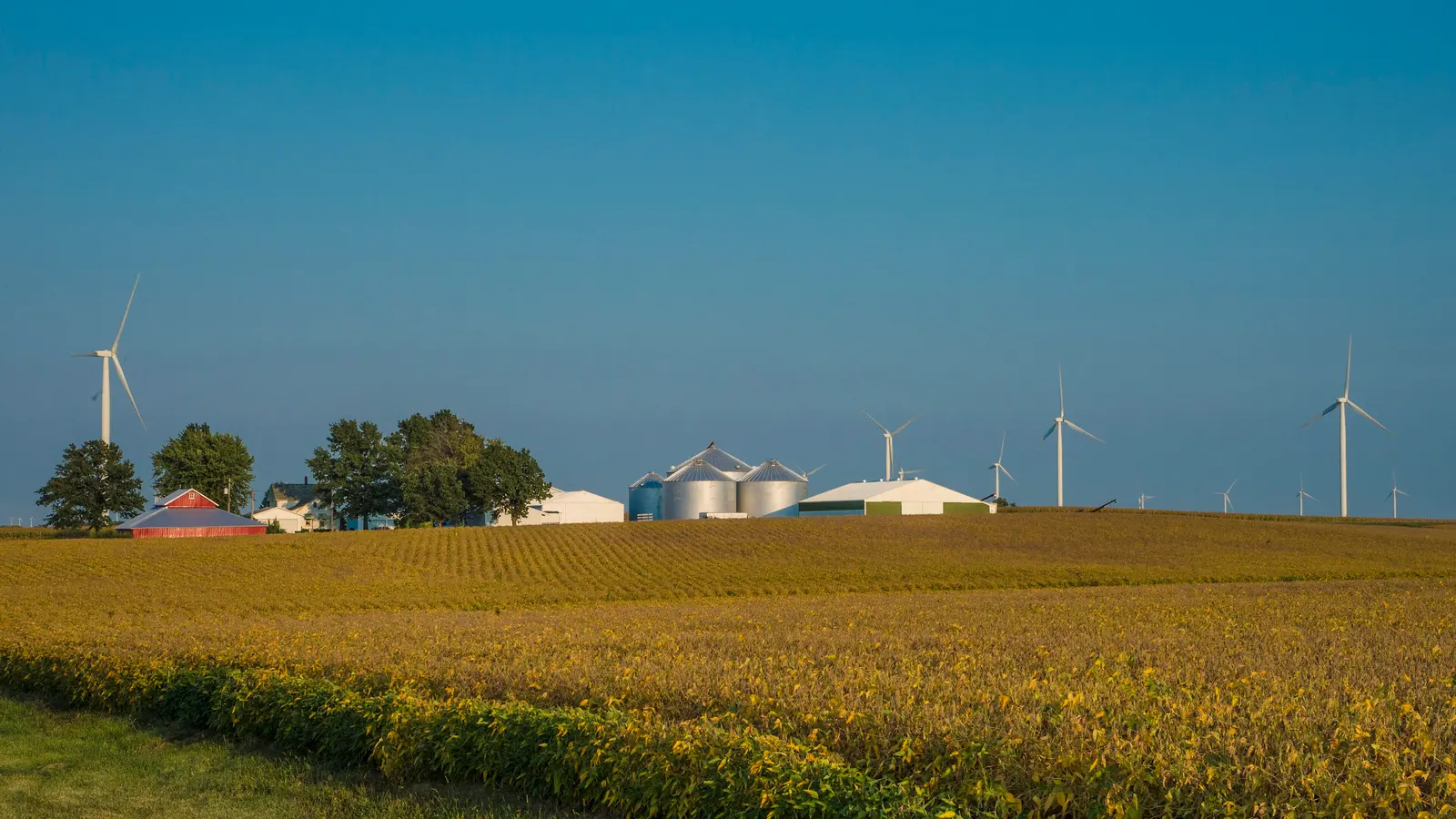 Golden crop fields, farm buildings, grain bins and wind turbines on flat Illinois farmland