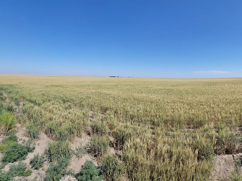 A wheat field stretching to the horizon on the High Plains of Finney County, Kansas, in June
