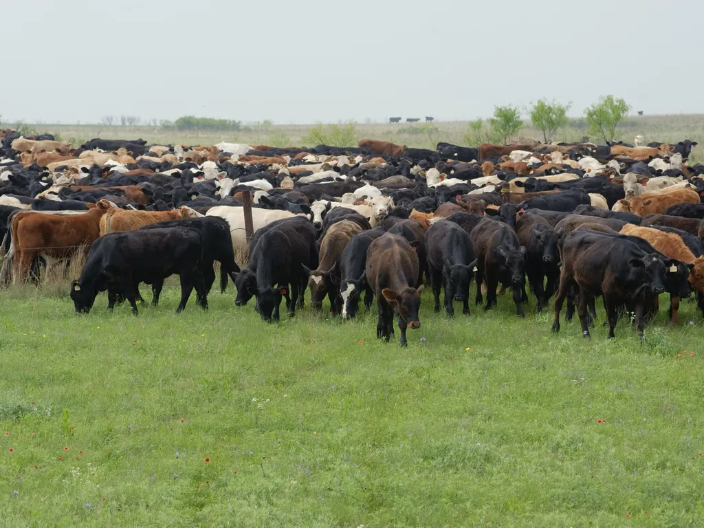 A herd of beef cattle gathered on green pasture at a ranch in Henrietta, Texas