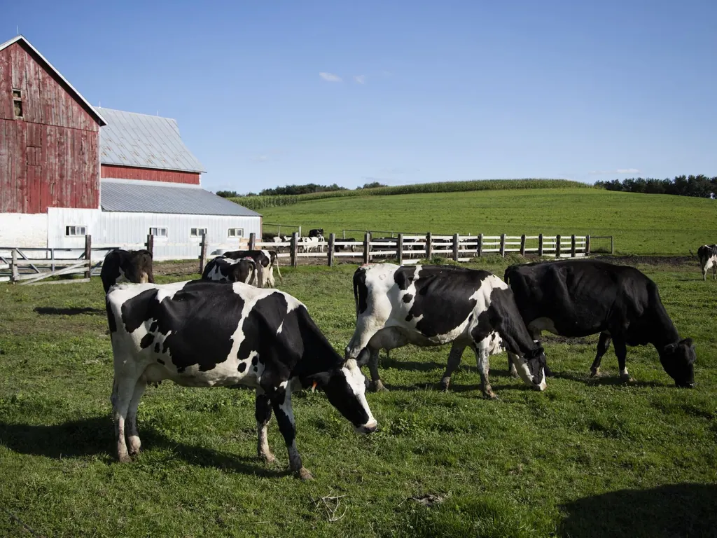 Holstein dairy cows grazing beside a red barn on a family dairy farm near Westby, Wisconsin