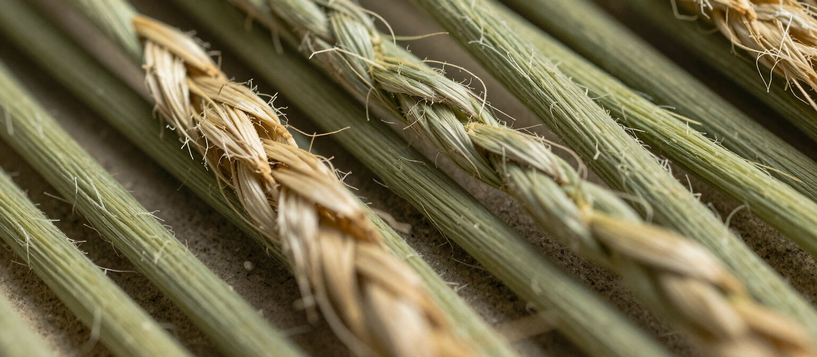 Close-up of ripe grass seed heads in a pasture