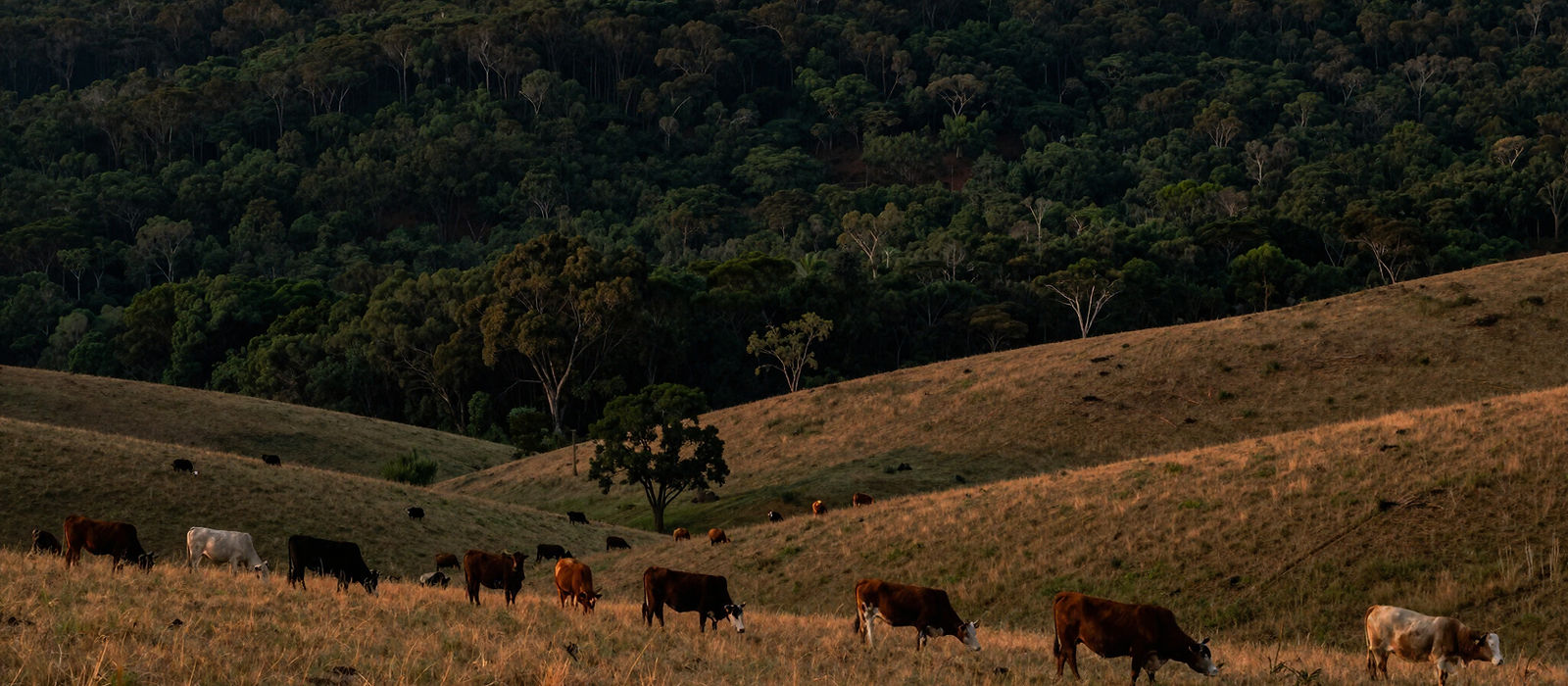 Cattle grazing on rolling hill fields at the edge of the bush