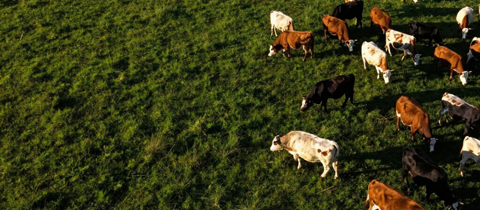 Cattle grazing on green pasture, seen from above