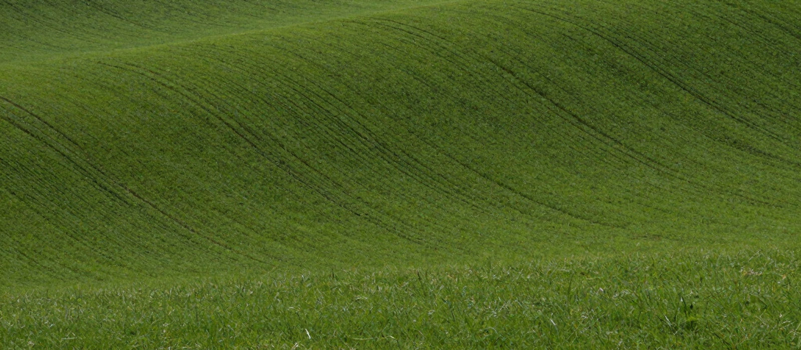 A smooth green field sloping away under soft light
