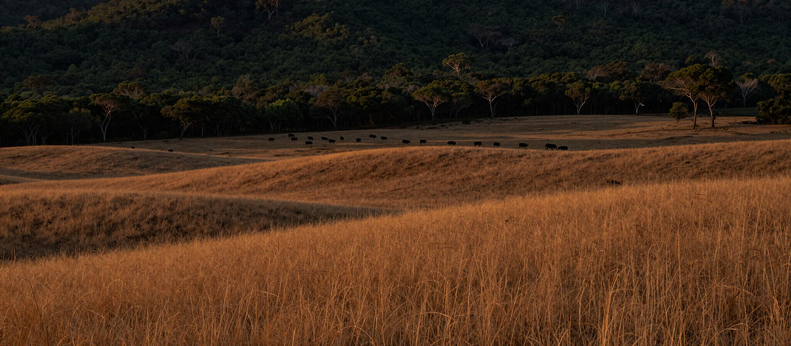 Cattle grazing far off across a golden field of long grass at dusk